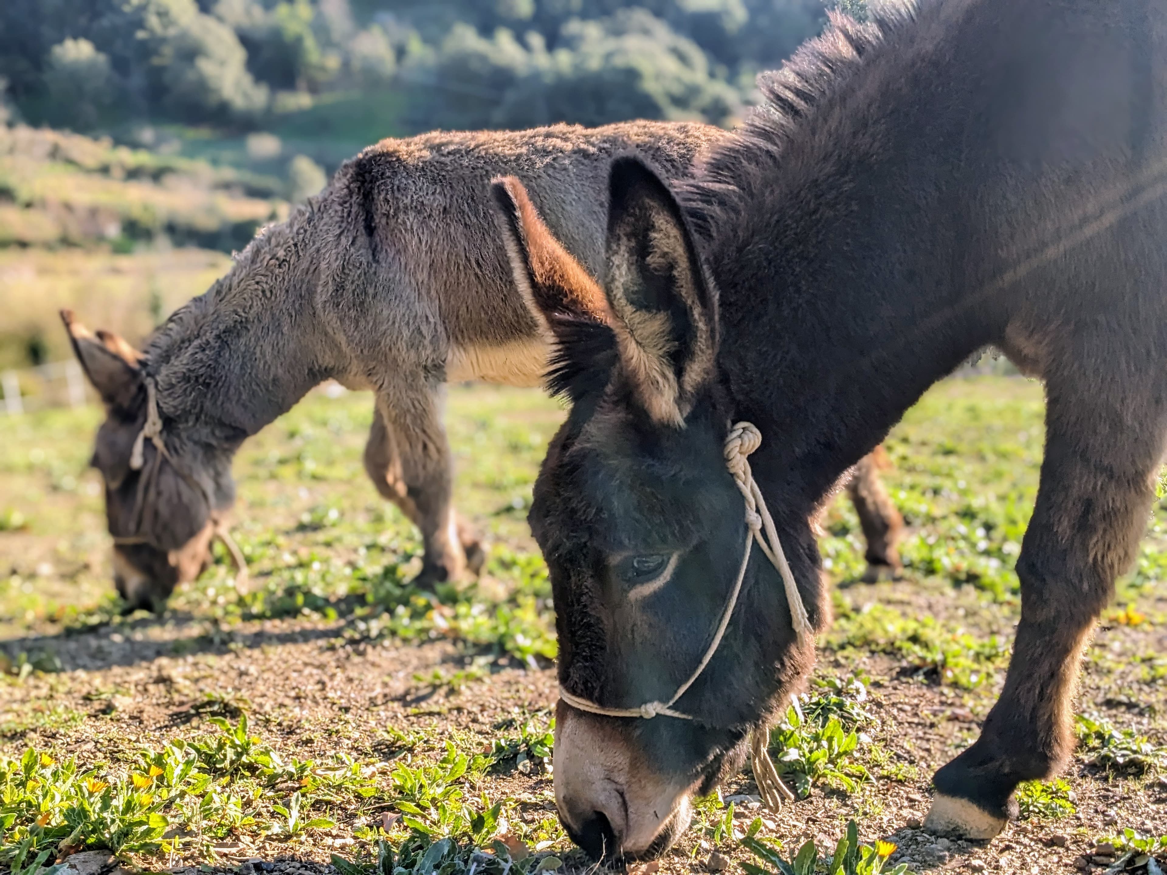 Horses at Valle Benedetta retreat, connection with nature